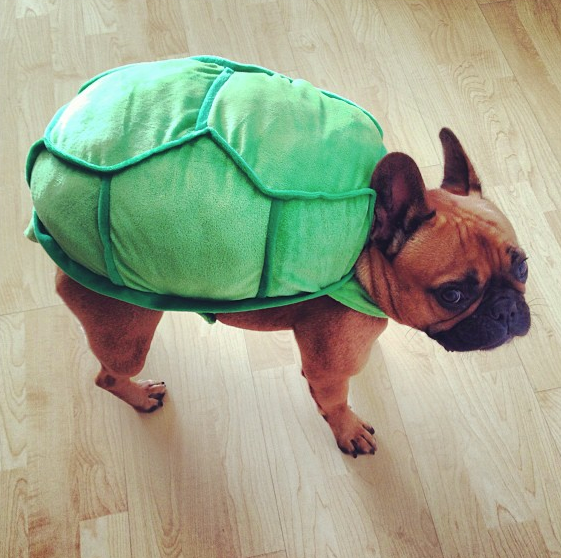 Funny french bulldog outlet costumes