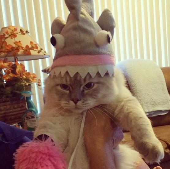 <a href="http://instagram.com/irisrucel" target="_blank">Cat as shark</a>.