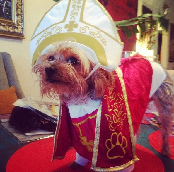 30 Hilarious Pet Halloween Costumes That Will Make Your Day HuffPost