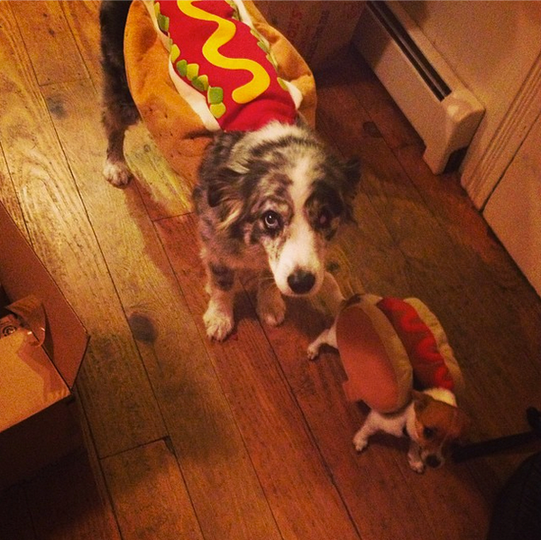 <a href="http://instagram.com/p/e_TtWPtzK4/" target="_blank">Hot dog dogs</a>!
