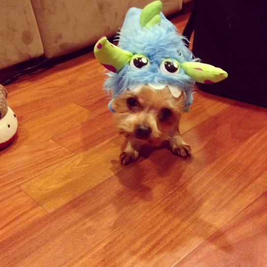 <a href="http://instagram.com/p/fab7ypBAfO/" target="_blank">D'aww.</a>