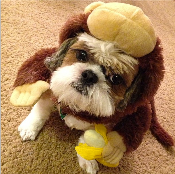 This <a href="http://instagram.com/p/ebJzbEygRi/" target="_blank">cute pooch named Lionel</a> is driving us bananas. 