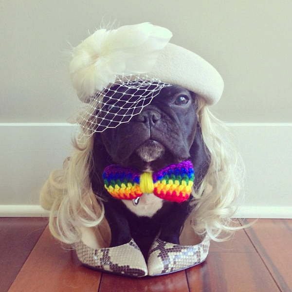 Championing his LGBT friends, <a href="http://instagram.com/p/bCj73zPJs8/" target="_blank">Trotter the French bulldog is a vi