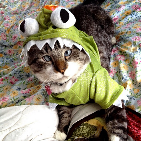 <a href="http://instagram.com/spangles09" target="_blank">Spangles the cross-eyed cat</a> dresses up as a toothy dino.