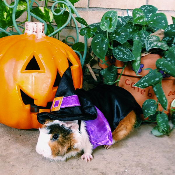 Now that's <a href="http://instagram.com/p/fJRY67QKdK/" target="_blank">one magical guinea pig</a>. 