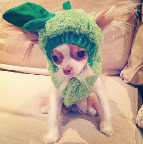 <a href="http://instagram.com/p/fcrnWWKoXT/" target="_blank">Roux the chihuahua</a> is one sweet pea!