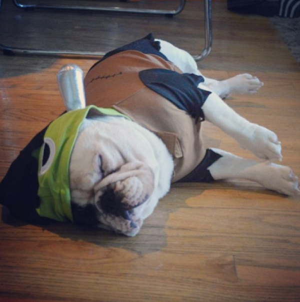 This <a href="http://instagram.com/p/eXf3W3wKVS/" target="_blank">leonine pooch, featured on Petsmart's Instagram page, is ma