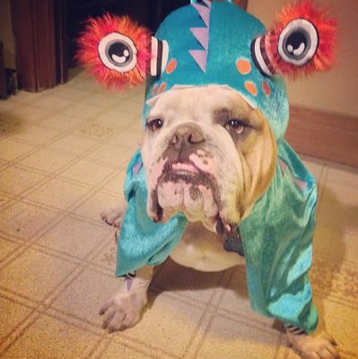 These 15 Geeky Dog Costumes Are Perfect For A Nerd's Best Friend