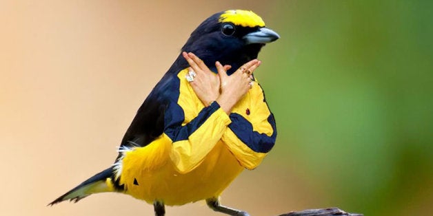 birds with arms