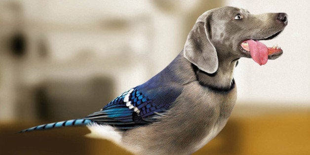 Birds With Dog Heads And Dogs With Bird Bodies Are Dirds. Derrrrr | HuffPost Entertainment Birds With Dog Heads And Dogs With Bird Bodies Are Dirds. Derrrrr | HuffPost Entertainment