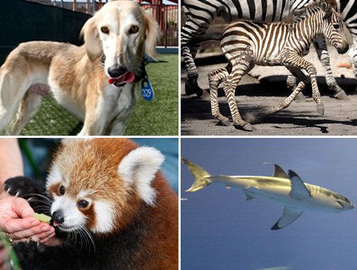 Animal In You Quiz: Personality Test DOWN, Here Are Some Alternatives |  HuffPost Entertainment