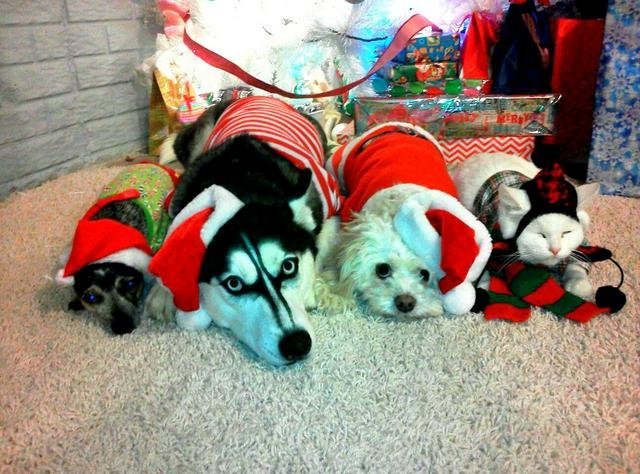 pets in christmas costumes