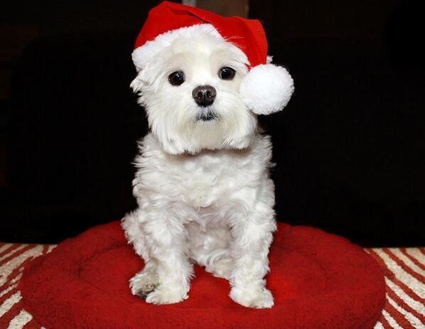 50 Pets In Christmas Costumes That Will Get You In The Holiday Spirit ...