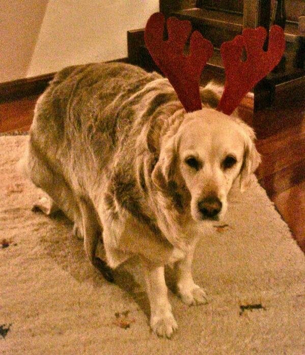 50 Pets In Christmas Costumes That Will Get You In The Holiday Spirit