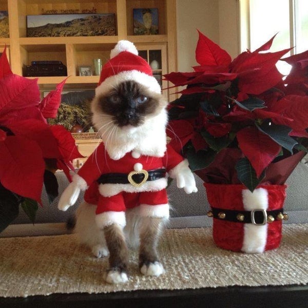 50 Pets In Christmas Costumes That Will Get You In The Holiday Spirit