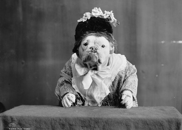 Vintage Photos Of Pets