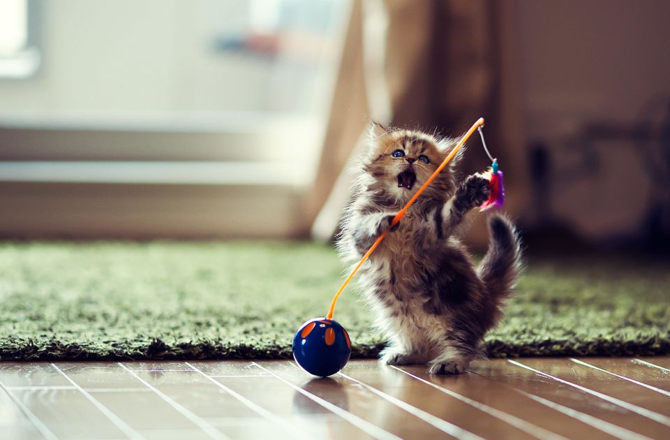 Daisy The Kitten Might Be The World's Cutest Cat