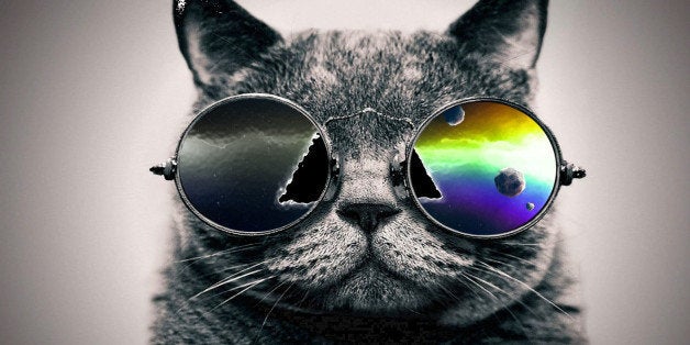 Cool_Cats