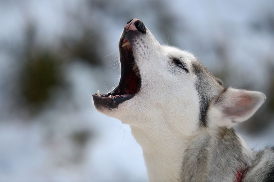 Huskies And Dog Sledders Train Ahead Of The GB Aviemore Sled Dog Rally This Weekend
