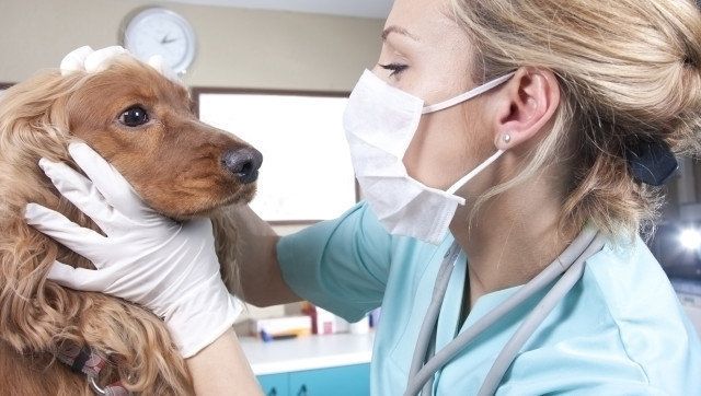 lady veterinary examining dog