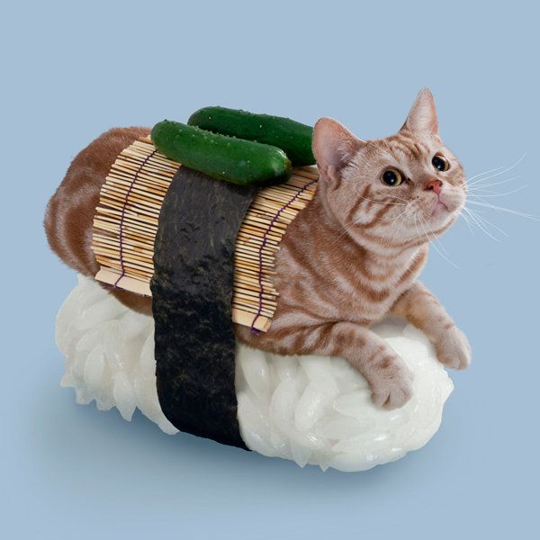 Cats + Sushi = The Most Awesome Mythical Creatures Ever | HuffPost