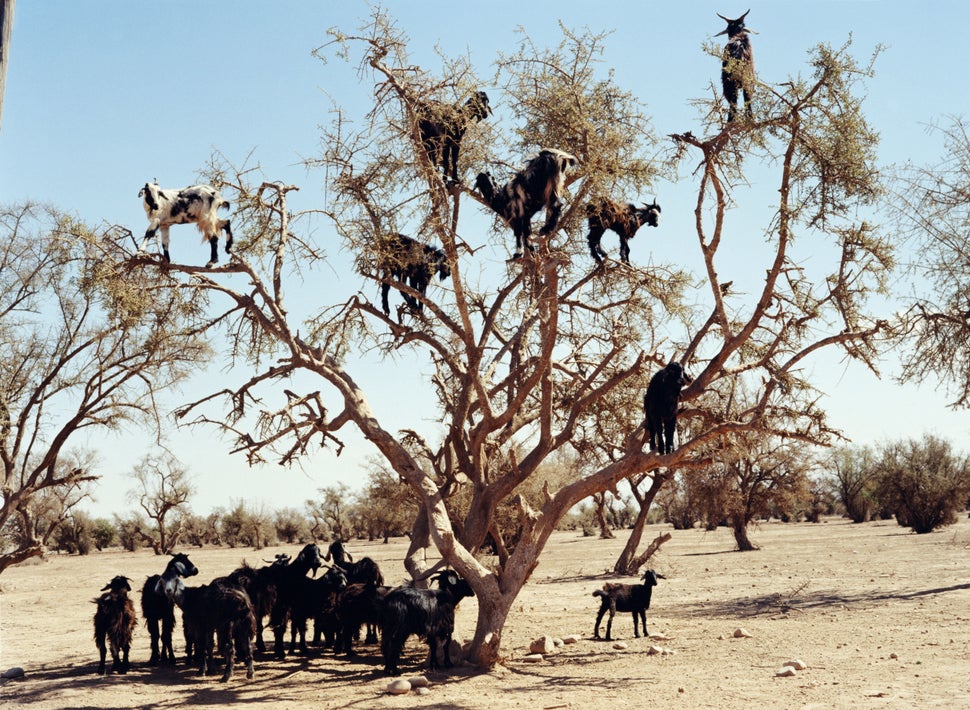 Get Out Of That Tree, Goats! HuffPost