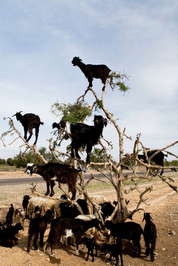 This May Be The Least Terrifying Stampede You'll Ever See | HuffPost