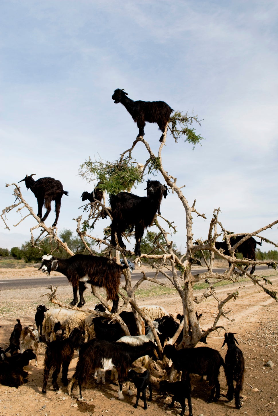 Get Out Of That Tree, Goats! HuffPost