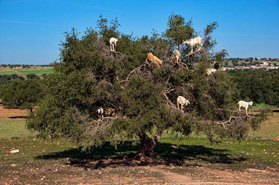 Get Out Of That Tree, Goats! HuffPost