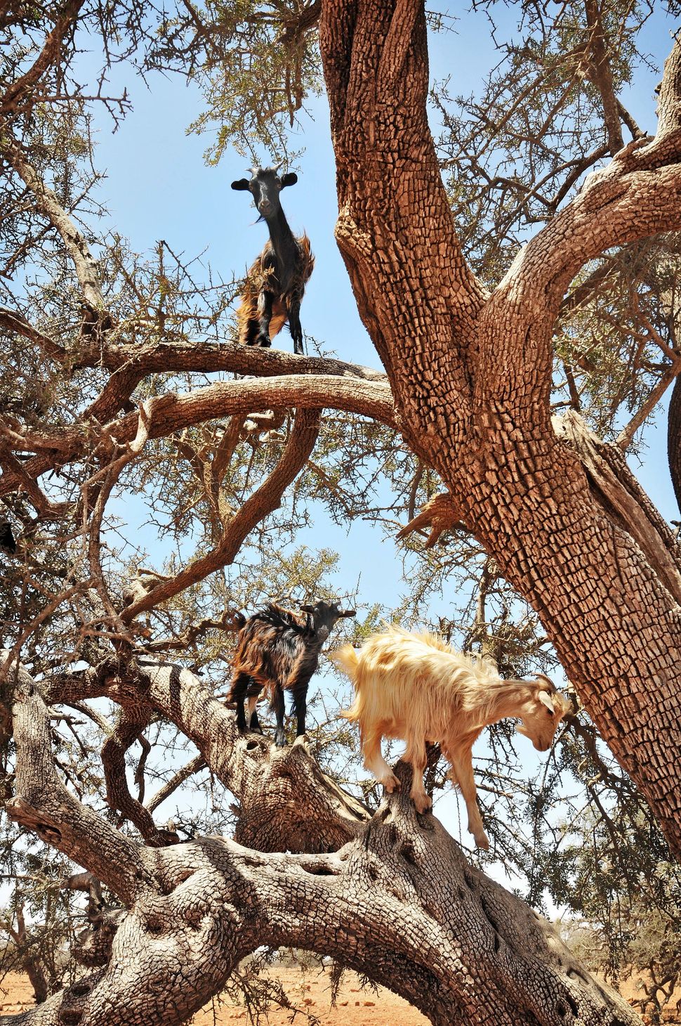 get-out-of-that-tree-goats-huffpost