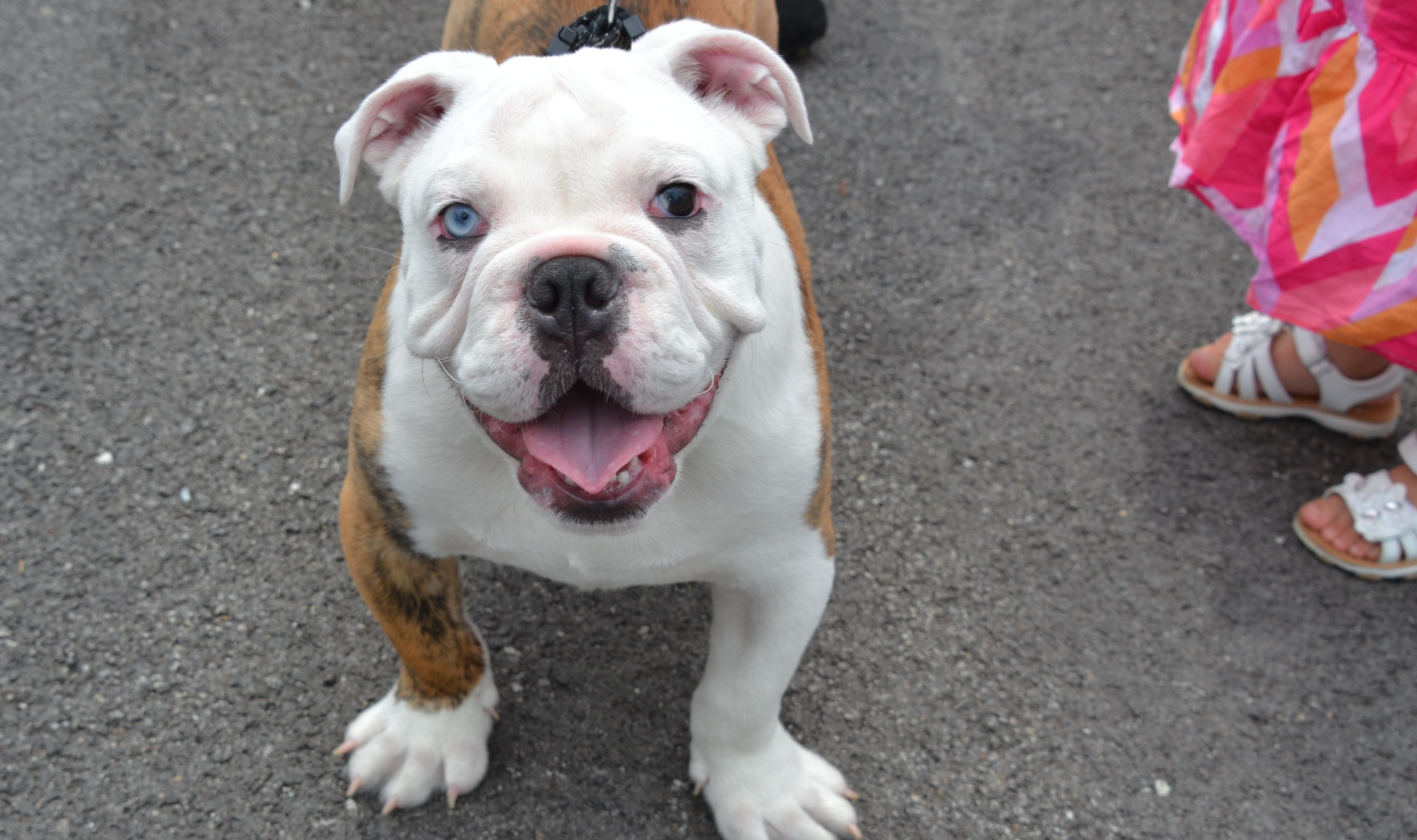 Smiling Bulldog