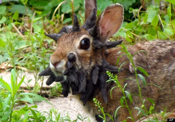11 Animals We May Allow To Go Extinct Because They're Not Cute And Fuzzy | HuffPost Impact 11 Animals We May Allow To Go Extinct Because They're Not Cute And Fuzzy | HuffPost Impact