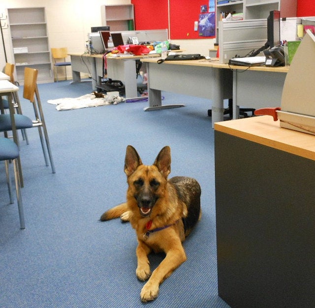 Dog at Work