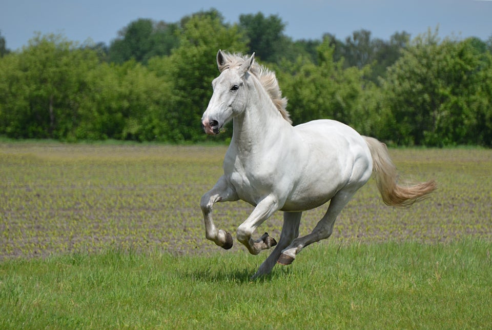 27 Stock Photos Of Horses That Will Restore Your Faith In Horses ...