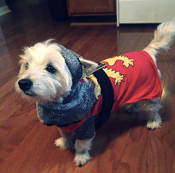 25 Pet Halloween Costumes That Are So Cute We Can't Even HuffPost