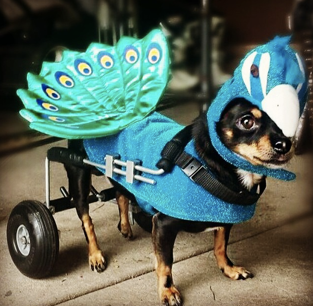 12 Dog Costumes That Are Too Cute Not To Buy This Halloween