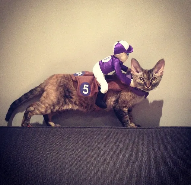 Cat top football costume