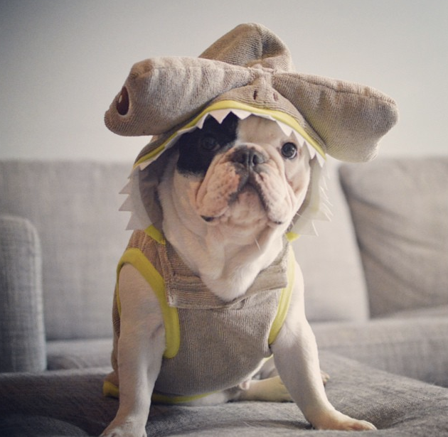 Bulldog hotsell shark costume