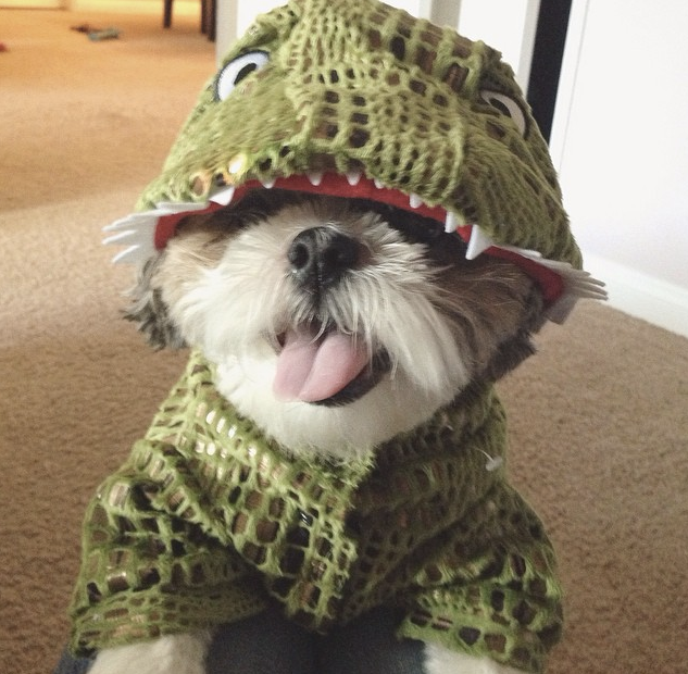 cute shih tzu halloween costumes