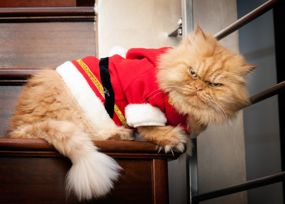 Look out, Grumpy Cat: Garfi 'angry cat' photos go viral