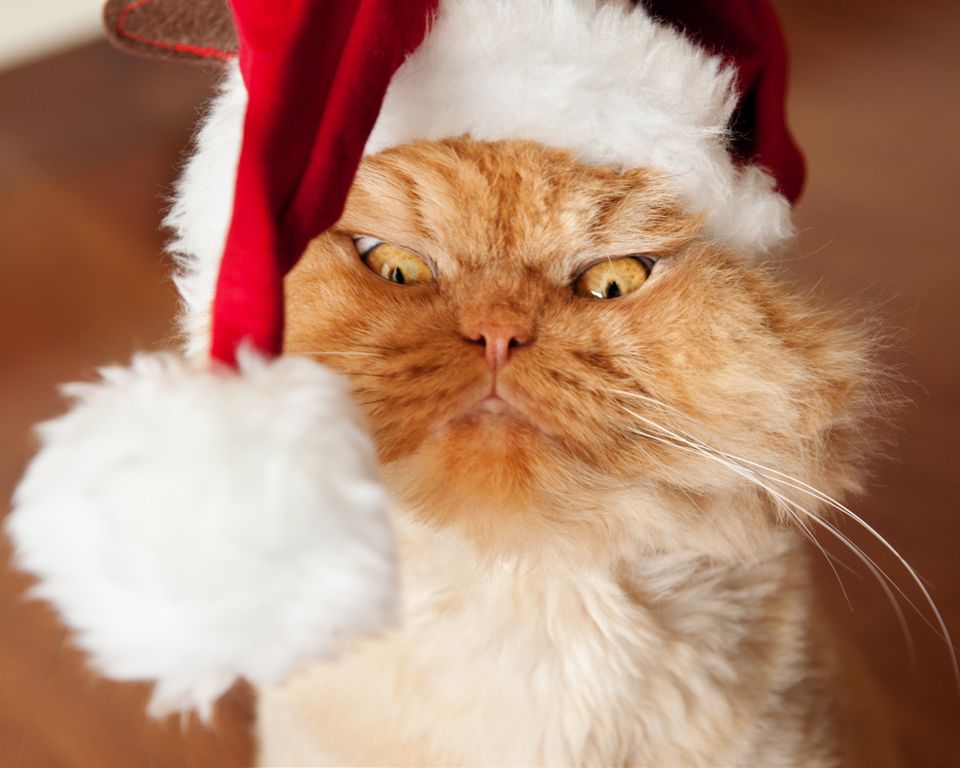 angry christmas cat