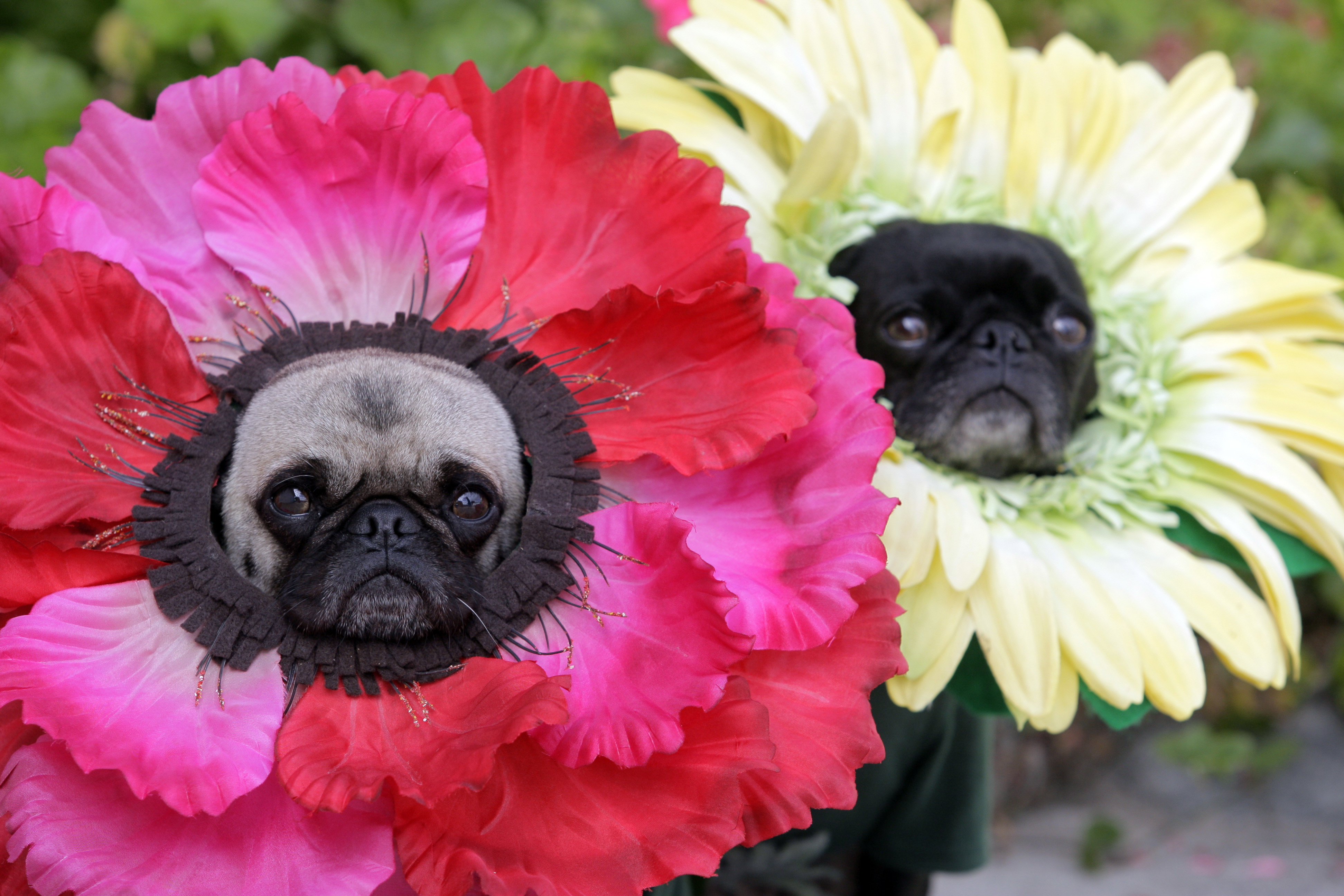 Забавные цвета. Мопс и цветы. Собака в цветах. Мопс в цветах. Мопс с цветочком.