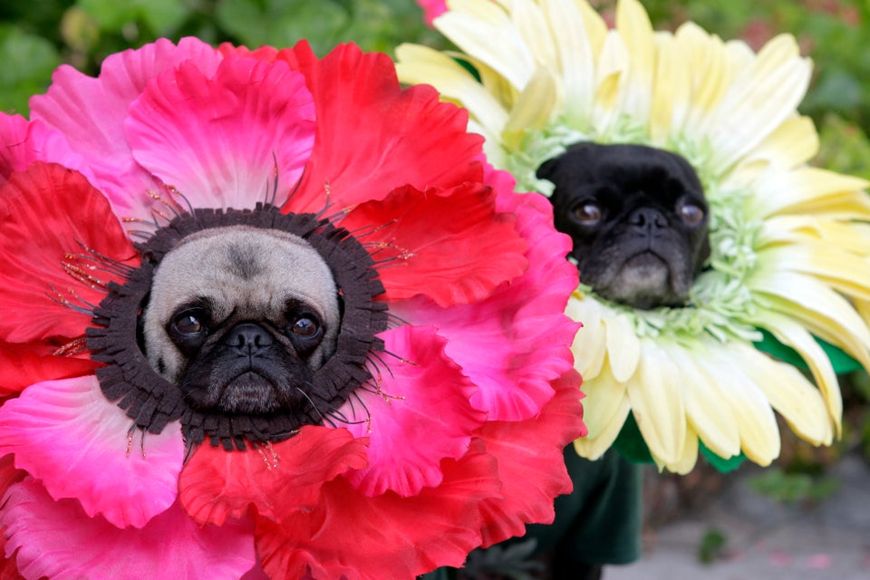 black pugs in halloween costumes