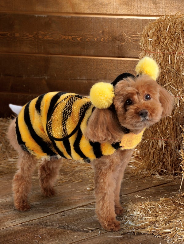 Pugs In Halloween Costumes Are Even Better Than Regular Pugs HuffPost