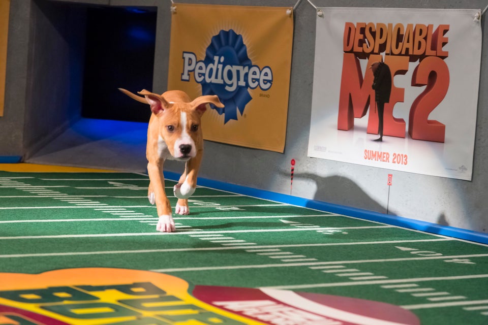 Puppy Bowl IX