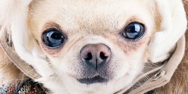 funny cute dog wearing warm hat ...