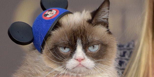 Study Uncovers Negative Face, Verifies Grumpy Cat