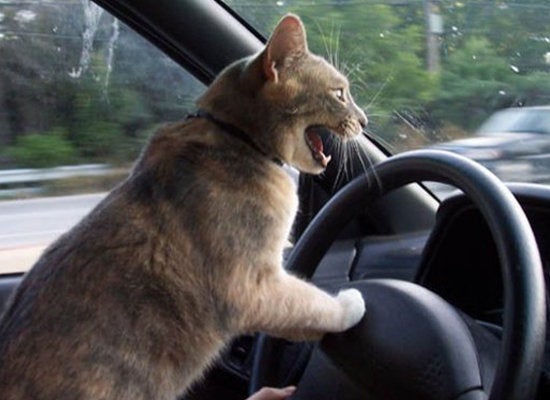 The Funniest Driving Animals Of All Time (PHOTOS) | HuffPost Entertainment The Funniest Driving Animals Of All Time (PHOTOS) | HuffPost Entertainment