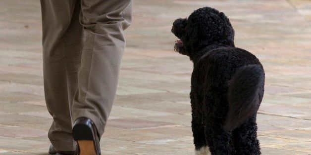 President Barack Obama's dog, Bo, walks on the West Wing colonnade of the White House with a handler on Saturday, June 5, 2010 in Washington. (AP Photo/Evan Vucci)