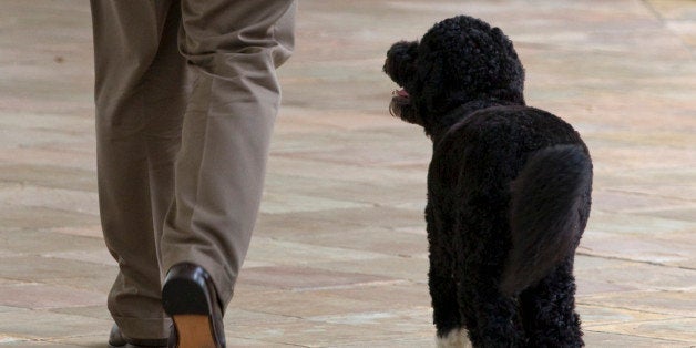 President Barack Obama's dog, Bo, walks on the West Wing colonnade of the White House with a handler on Saturday, June 5, 20